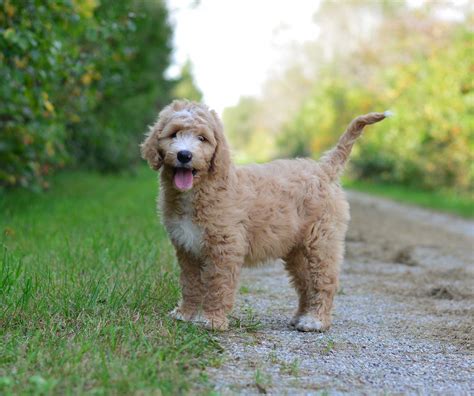 full size goldendoodle for sale.